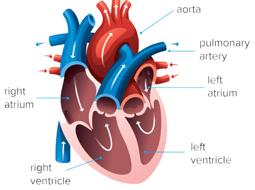 Ayurvedic Treatment For low lvef